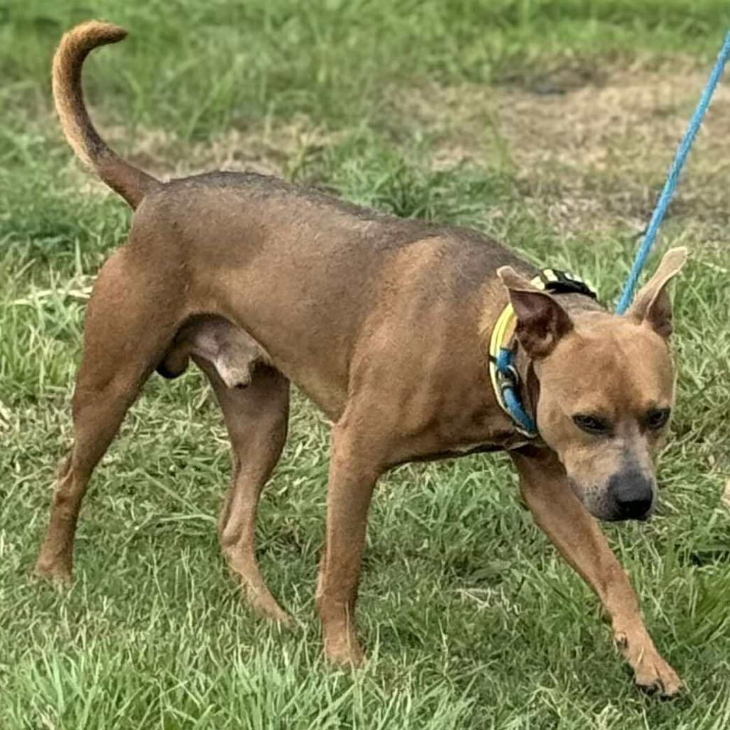 Enlarge Archie, a Adoptable Mixed Breed in Dickinson, TX image 1/5