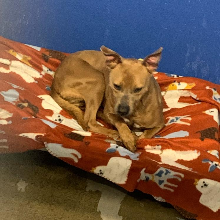 Enlarge Archie, a Adoptable Mixed Breed in Dickinson, TX image 2/6