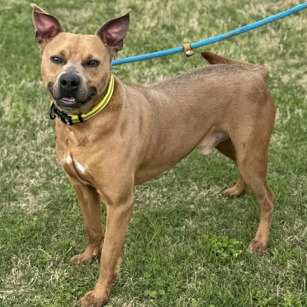 Enlarge Archie, a Adoptable Mixed Breed in Dickinson, TX image 2/6