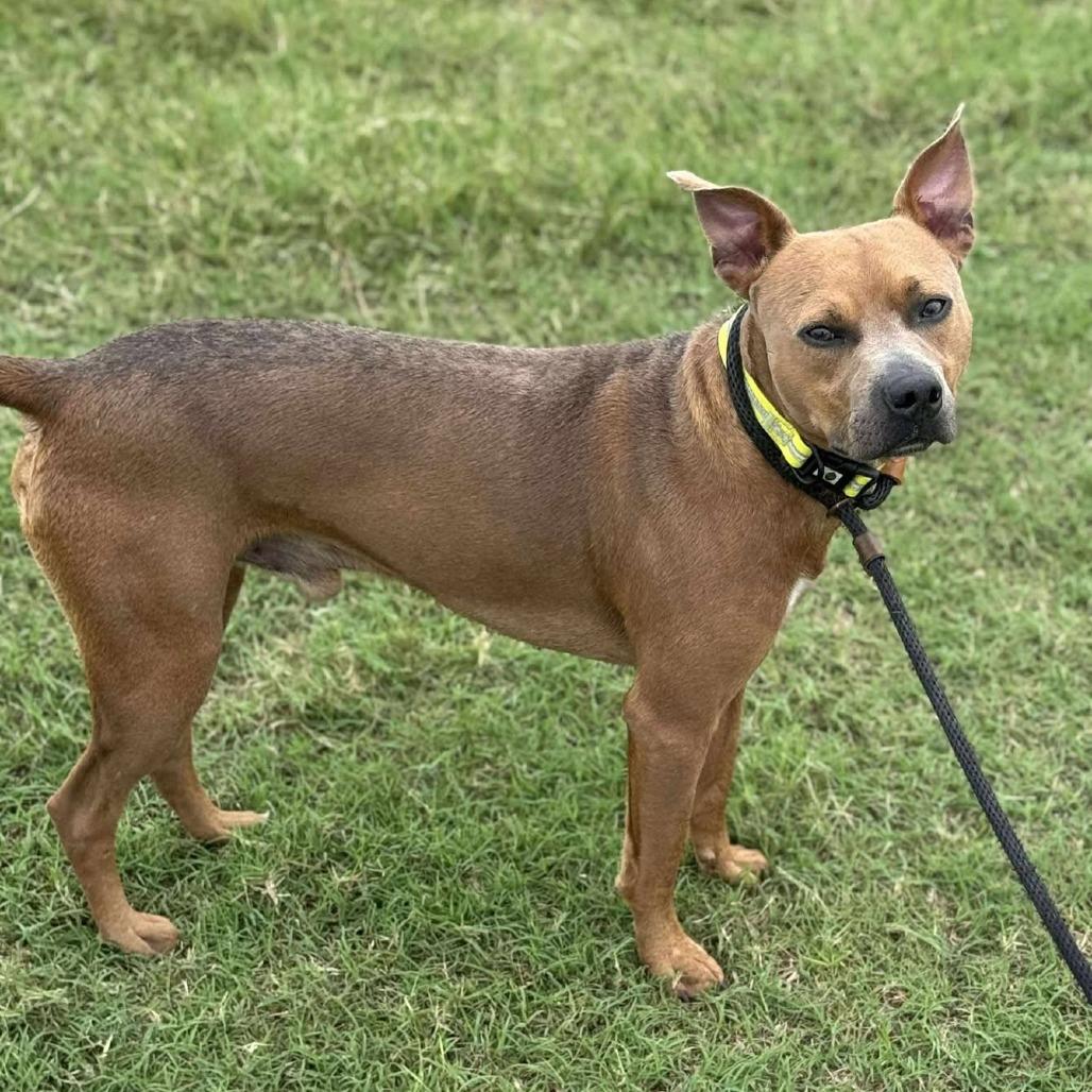 Enlarge Archie, a Adoptable Mixed Breed in Dickinson, TX image 3/5