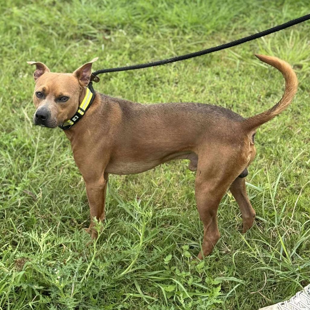 Enlarge Archie, a Adoptable Mixed Breed in Dickinson, TX image 4/5
