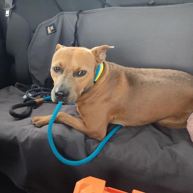 Enlarge Archie, a Adoptable Mixed Breed in Dickinson, TX image 5/5