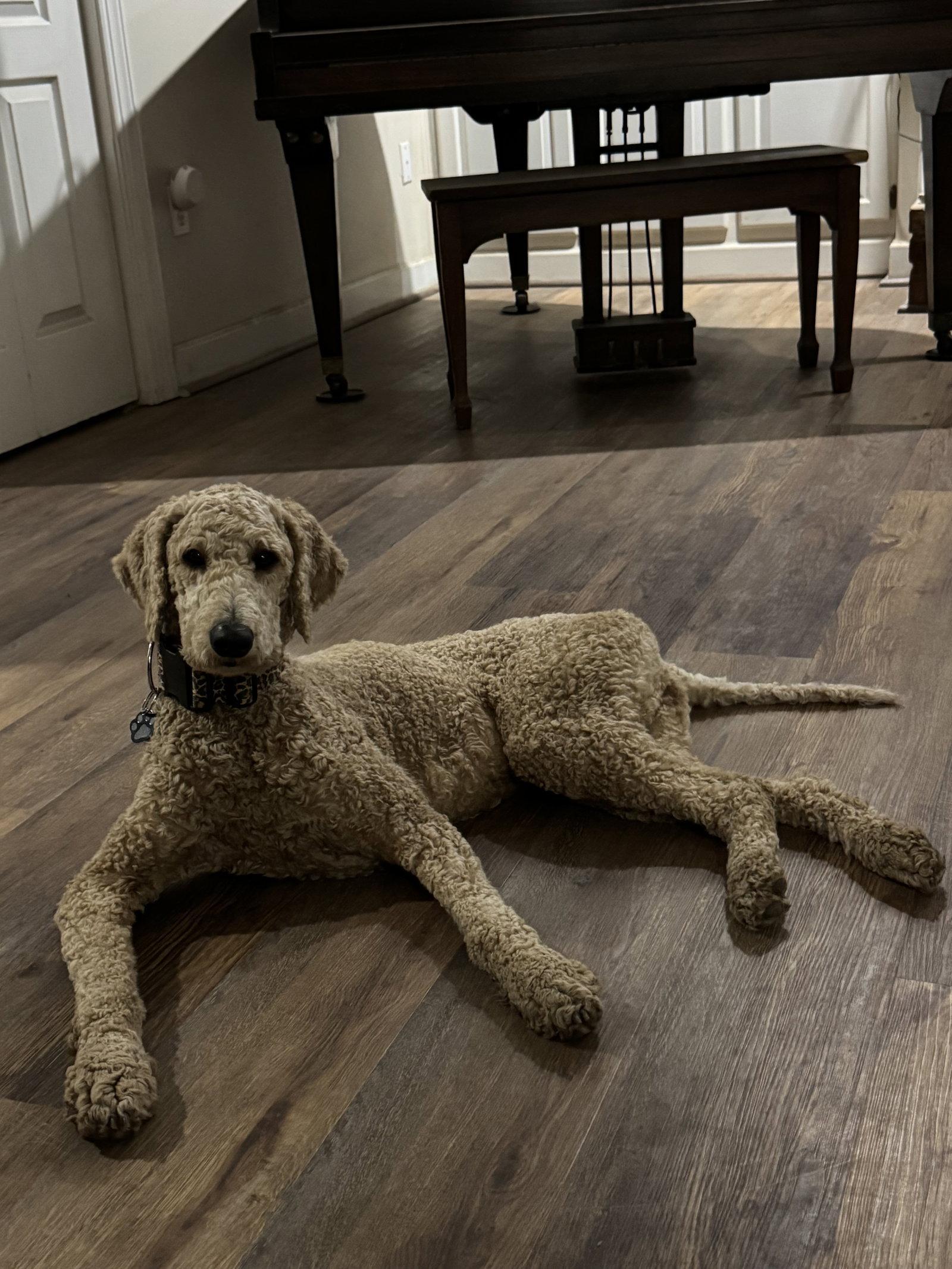 Enlarge Cammie, a Adopted Standard Poodle in Mobile, AL image 1/2