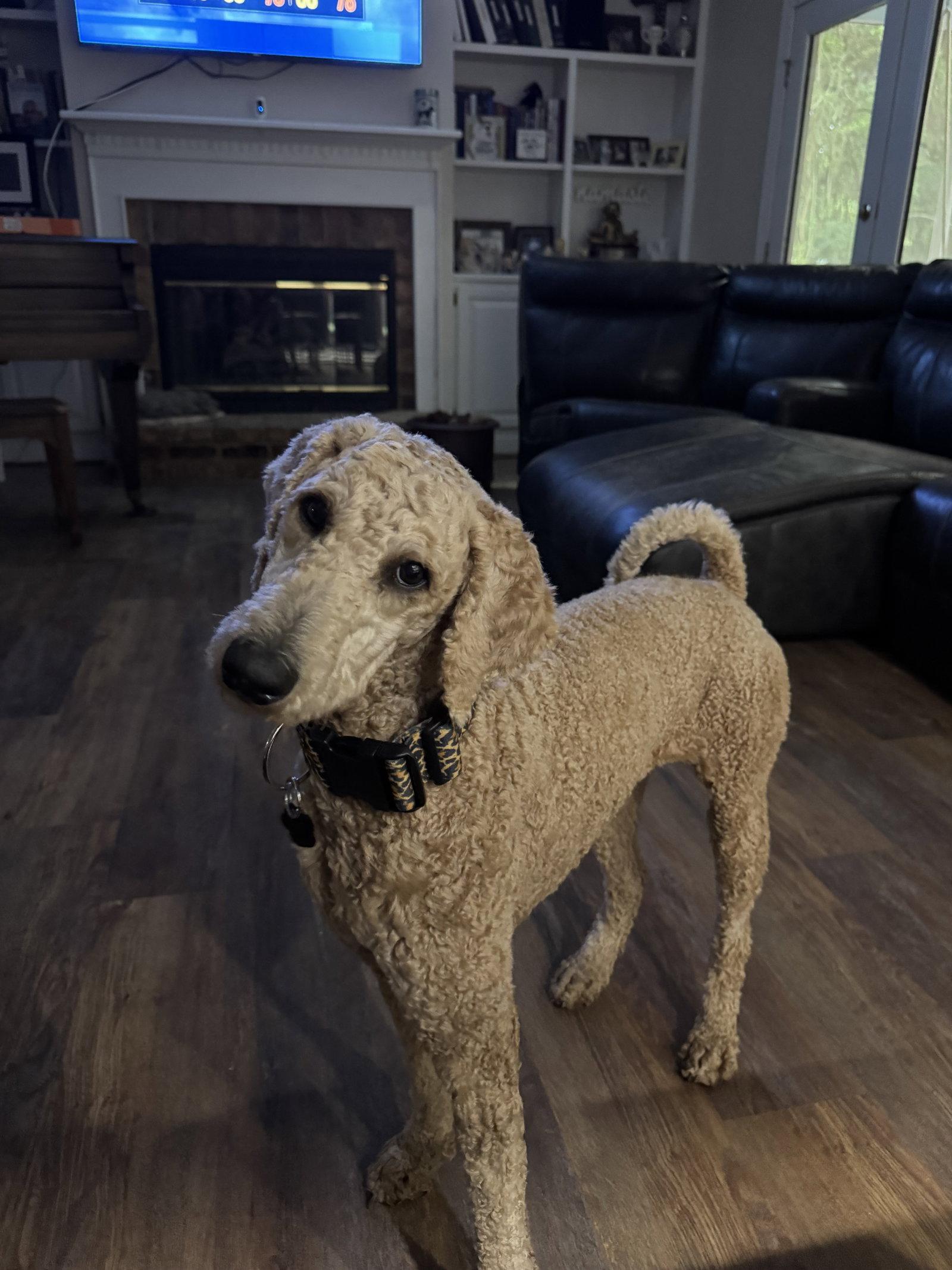 Enlarge Cammie, a Adopted Standard Poodle in Mobile, AL image 2/2