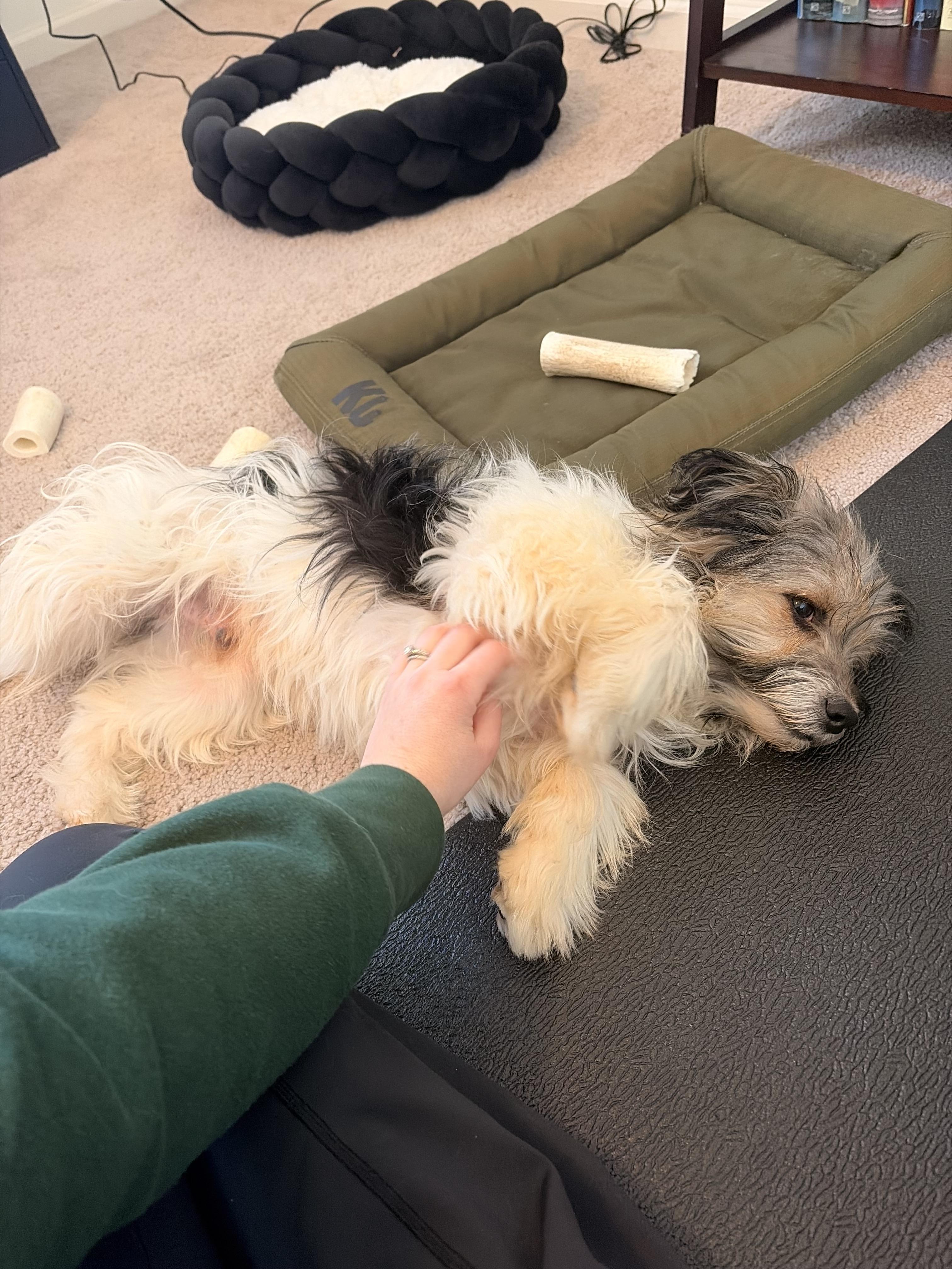 Mulder, adopted, Young Male Wire Fox Terrier & Shih Tzu.