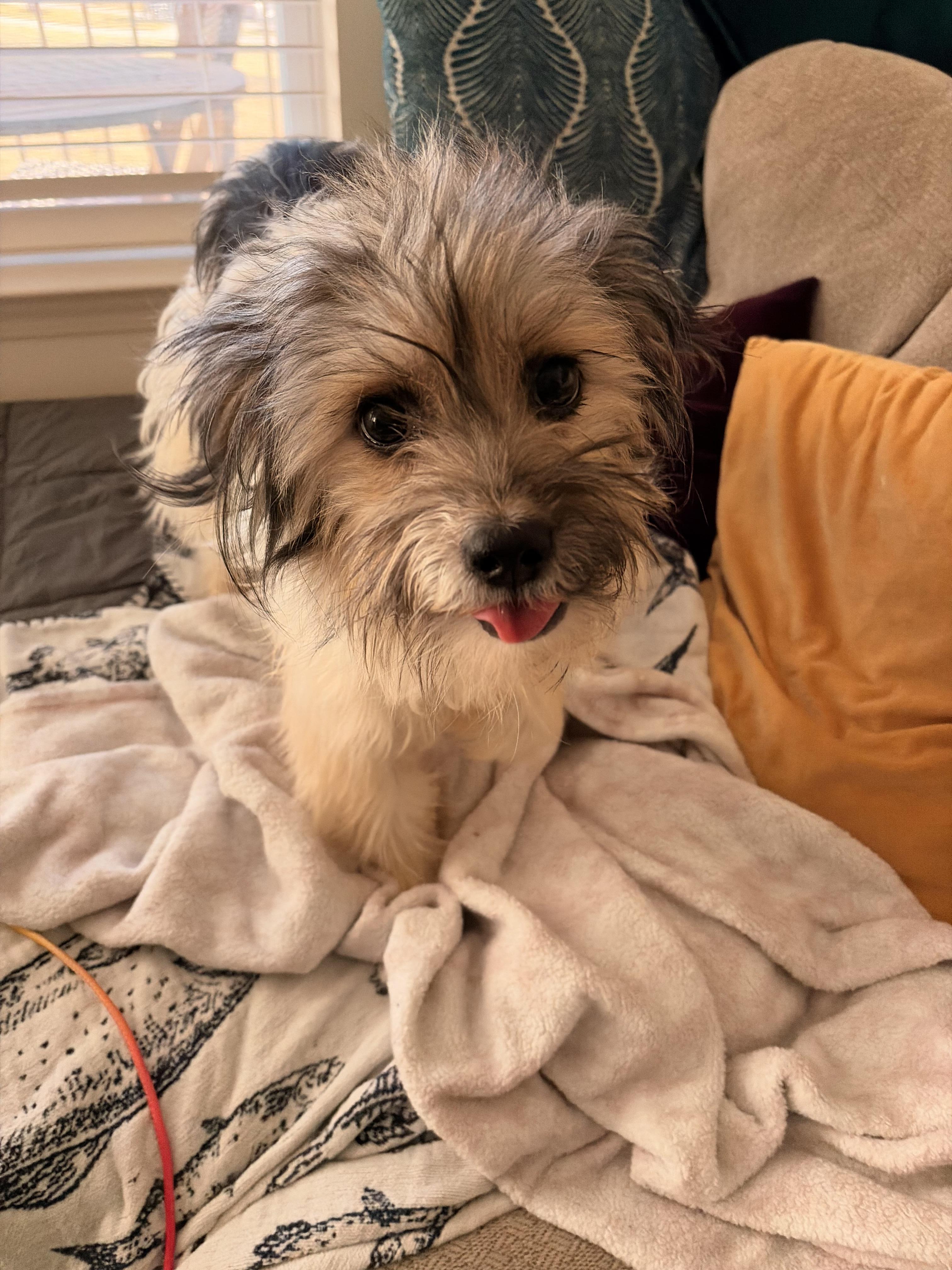 Enlarge Mulder, a Adoptable mixed breed in Oak Ridge, TN image 4/6