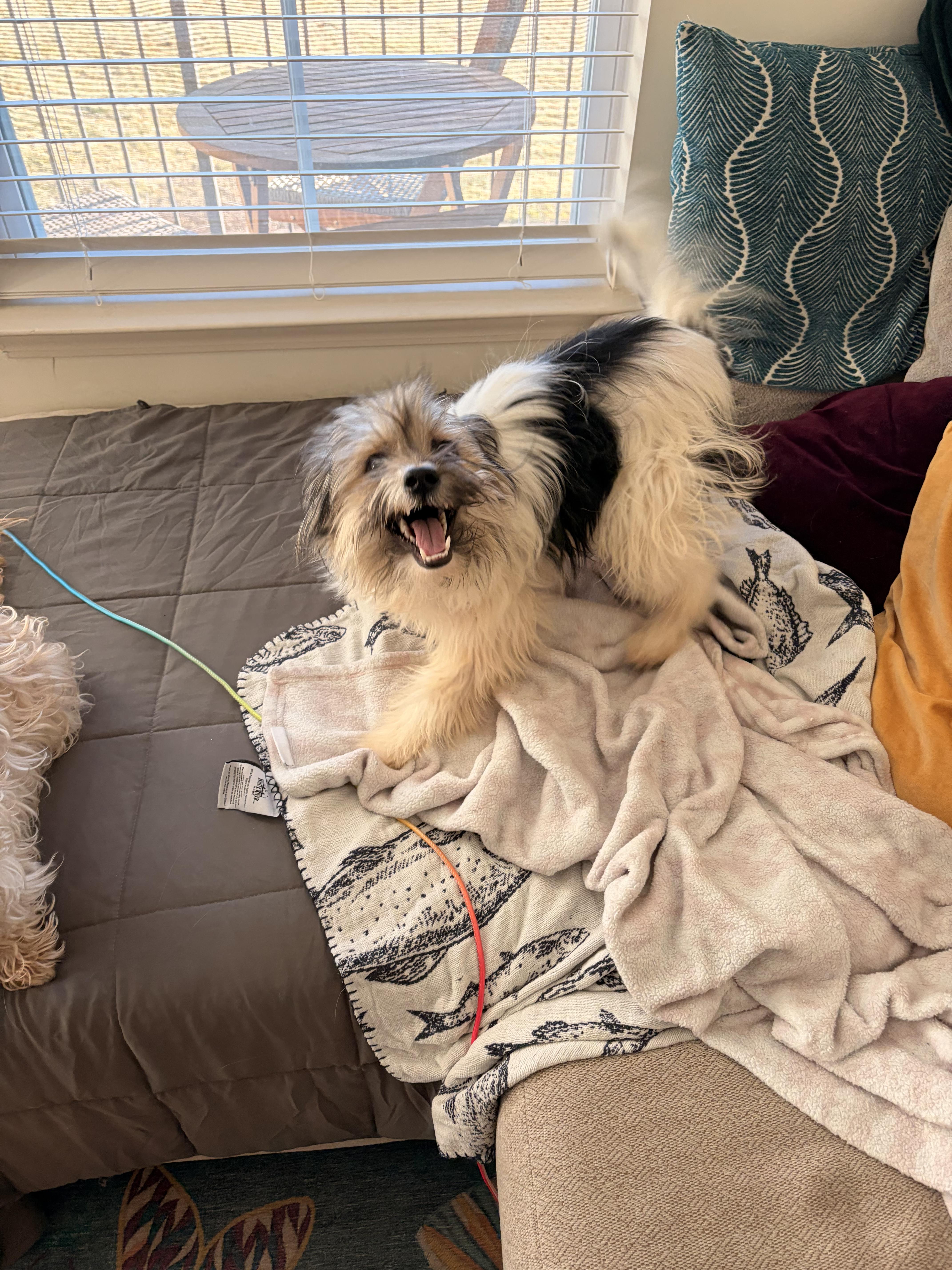 Enlarge Mulder, a Adoptable mixed breed in Oak Ridge, TN image 6/6