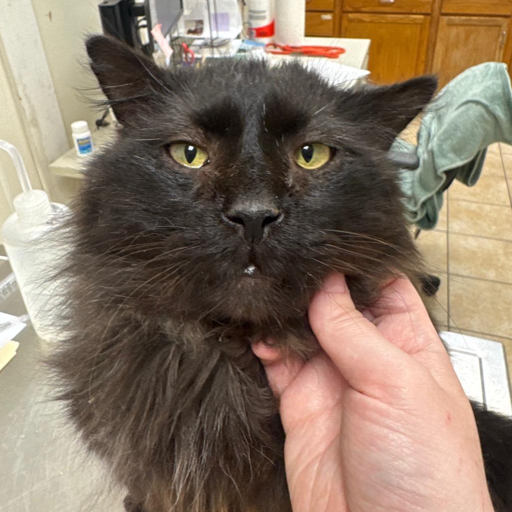 Big Foot, Adoptable, Senior Male Domestic Long Hair.