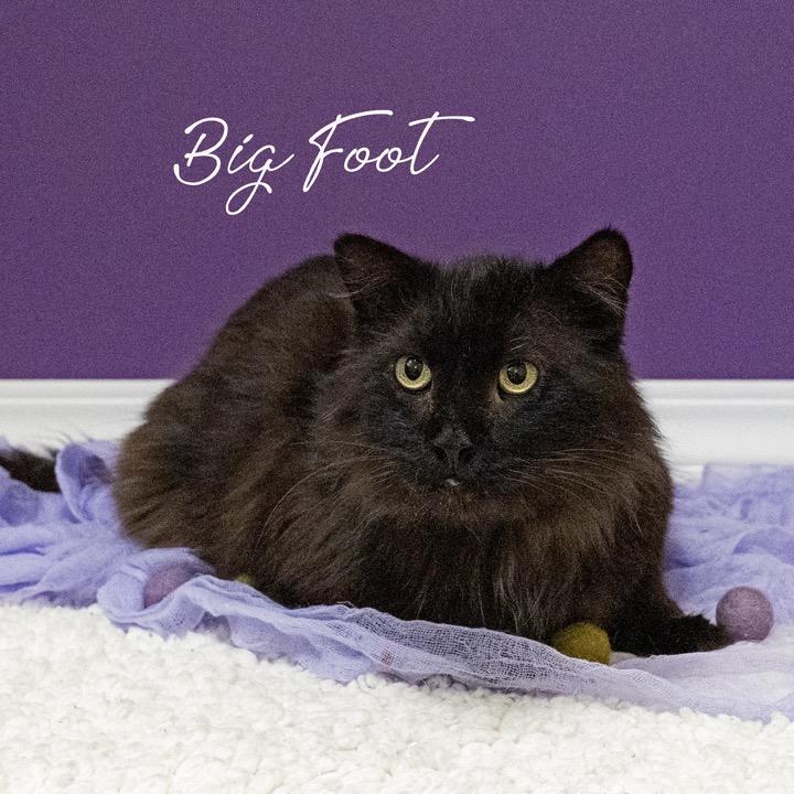 Big Foot, a Adoptable Domestic Long Hair in Pekin, IL image 2/3