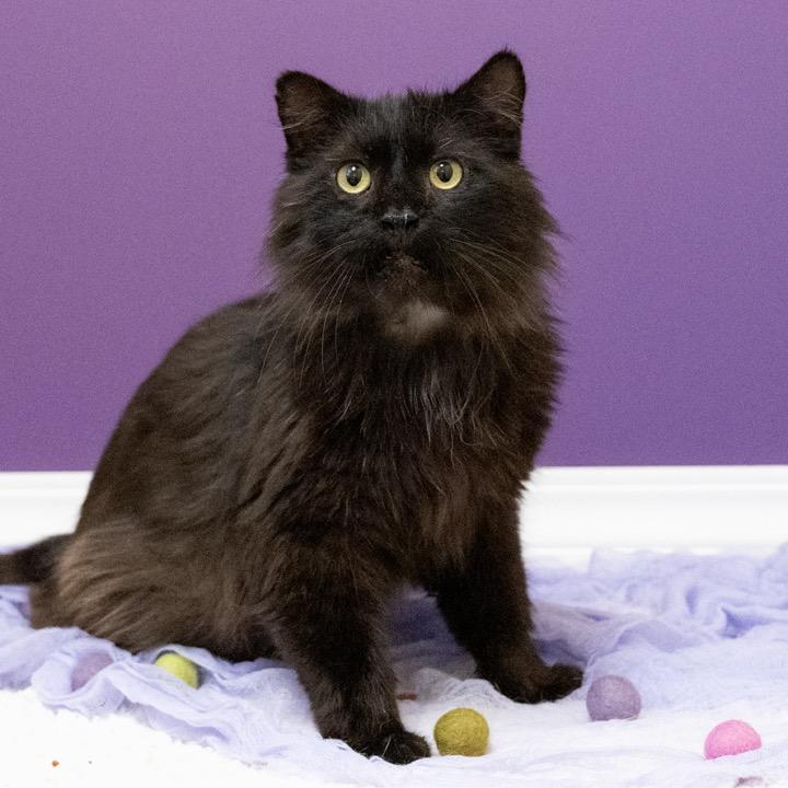 Big Foot, a Adoptable Domestic Long Hair in Pekin, IL image 3/3