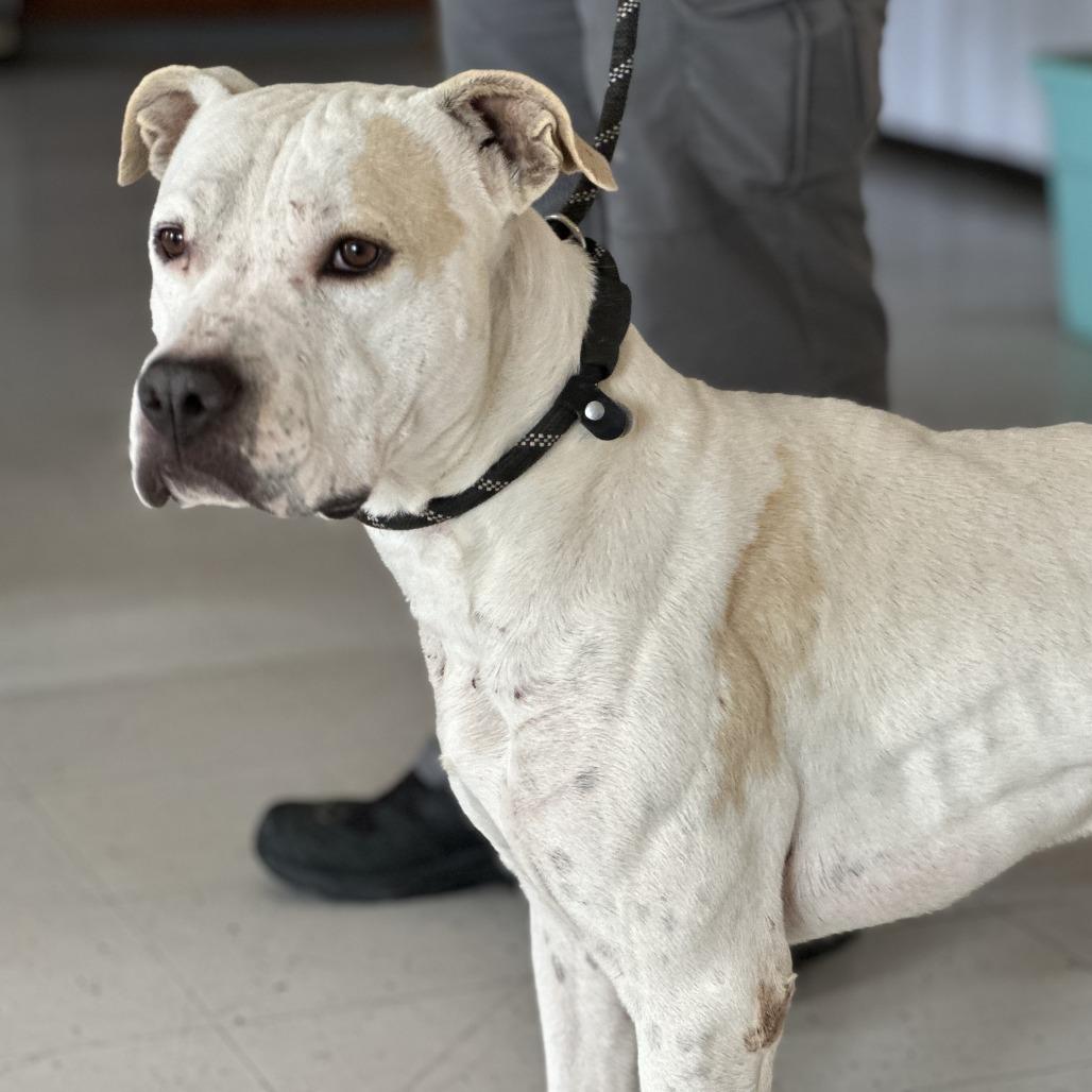 (COD) (Original Name) REX, Adoptable, Young Male Pit Bull Terrier.