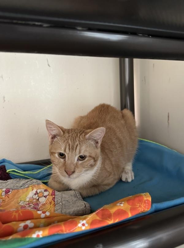 Ruby, Adoptable, Young Female Domestic Short Hair.