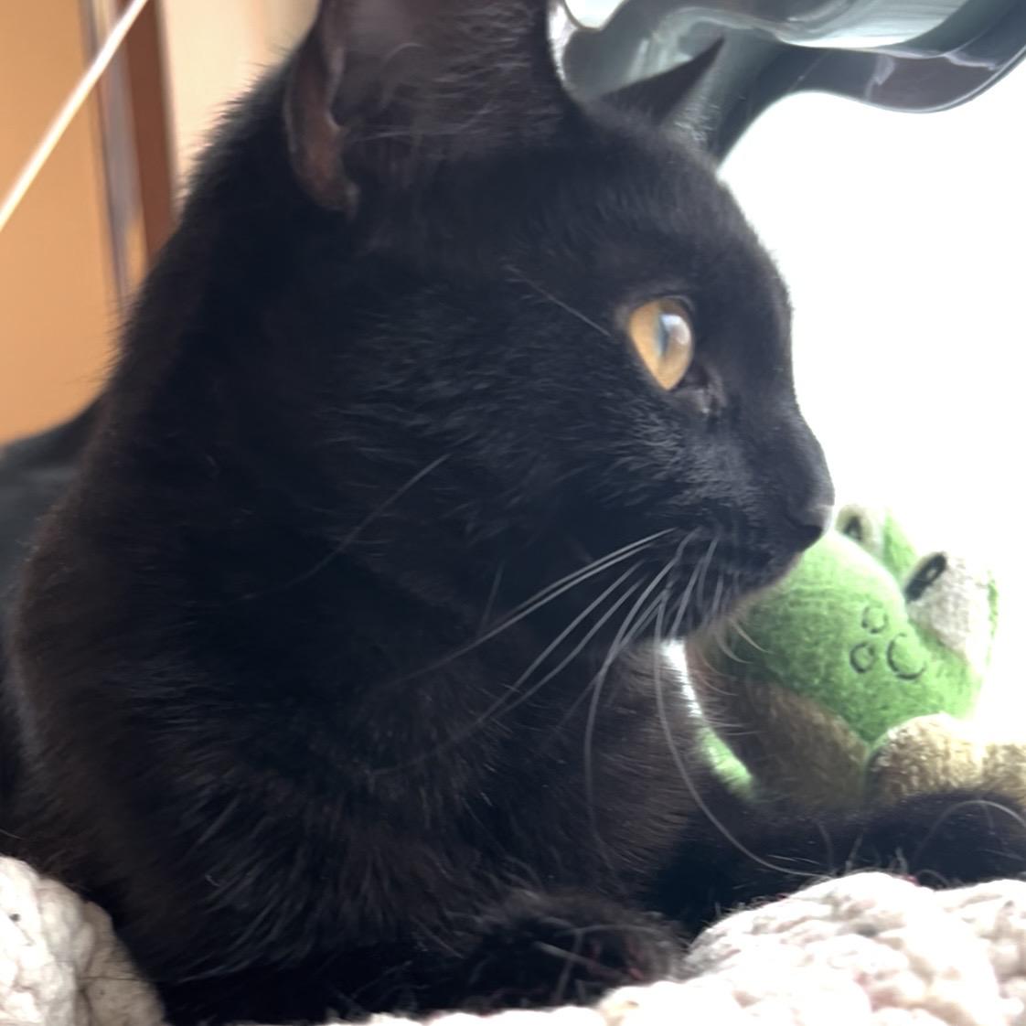 Enlarge Teddy, a ADOPTABLE mixed breed in Mayfield, NY image 3/4