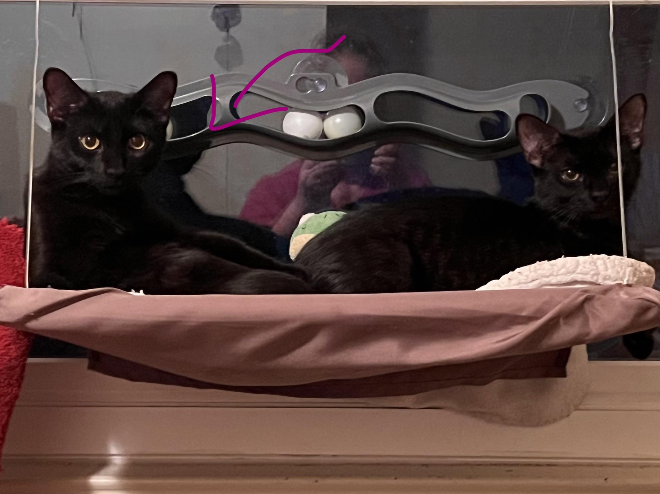 Enlarge Teddy, a ADOPTABLE mixed breed in Mayfield, NY image 2/4