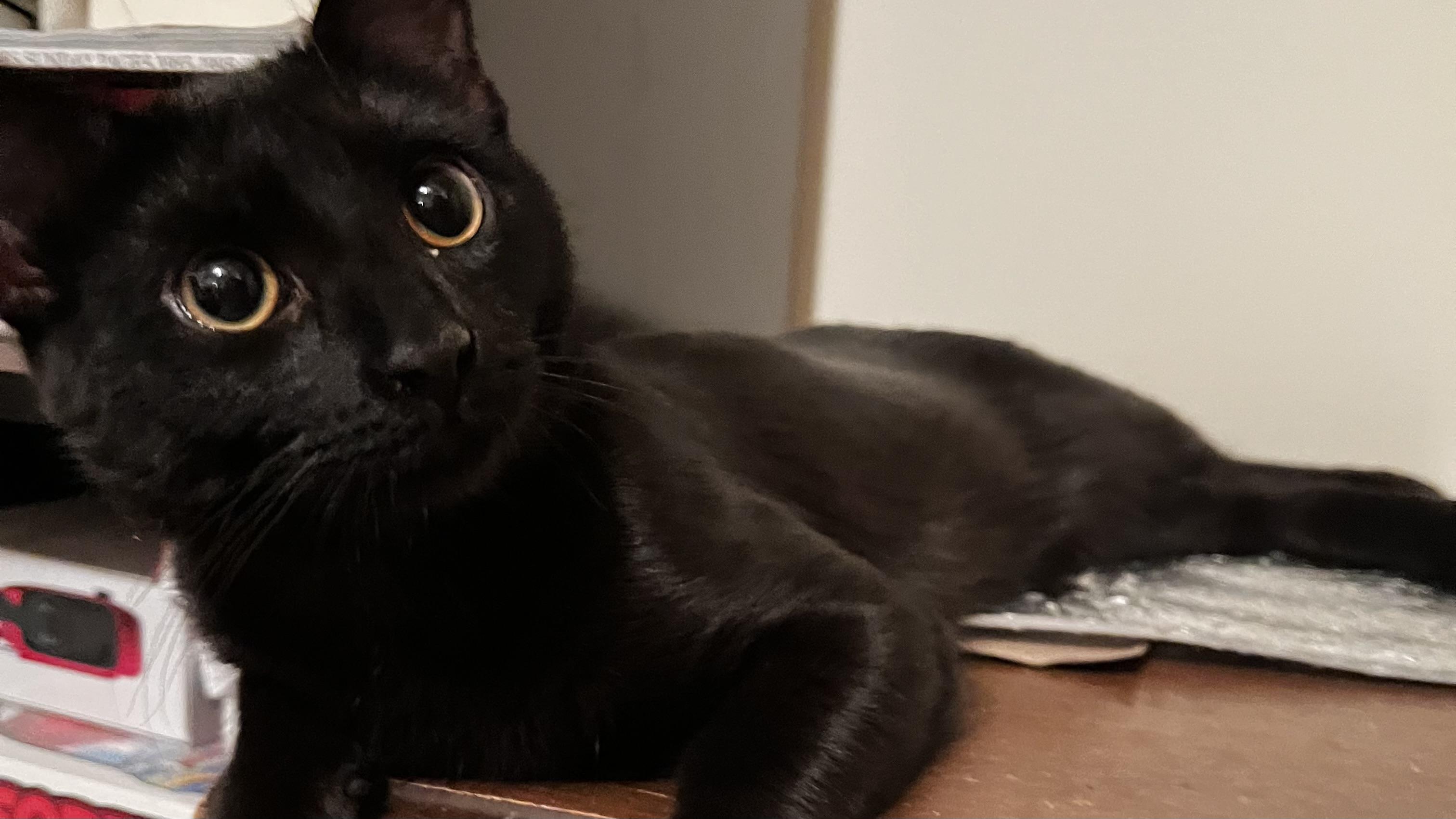 Teddy, ADOPTABLE, Kitten Male Domestic Short Hair.