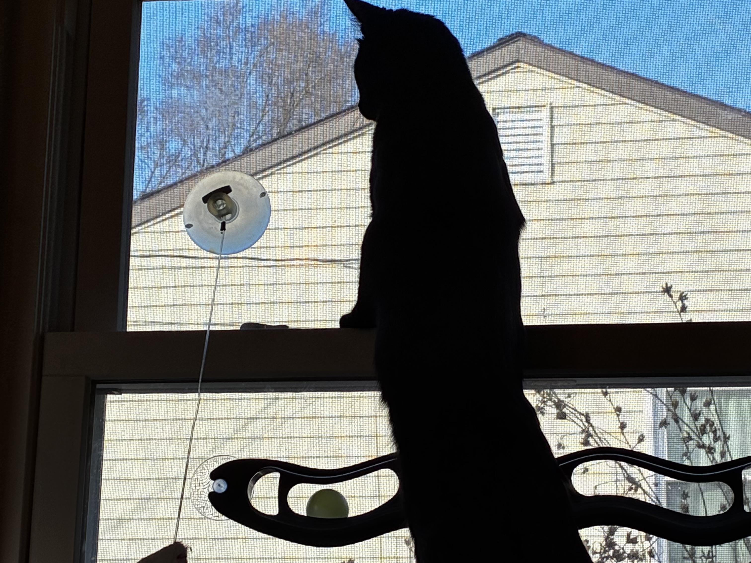 Enlarge Teddy, a ADOPTABLE mixed breed in Mayfield, NY image 4/4