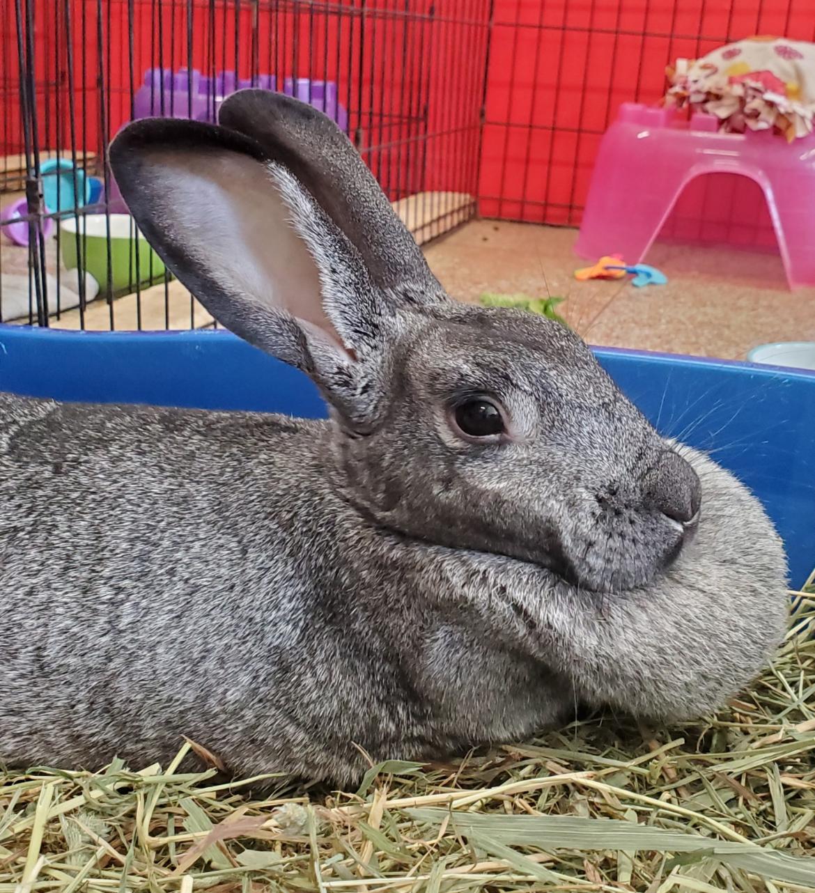 Chickadee, Adoptable, Adult Female Silver Fox.