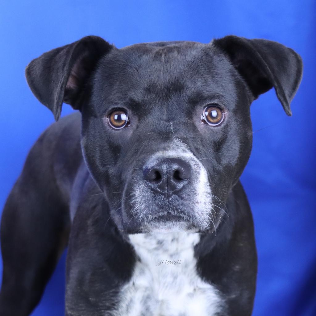 Enlarge Sinatra 031106U-2, a Adoptable mixed breed in Tupelo, MS image 1/4