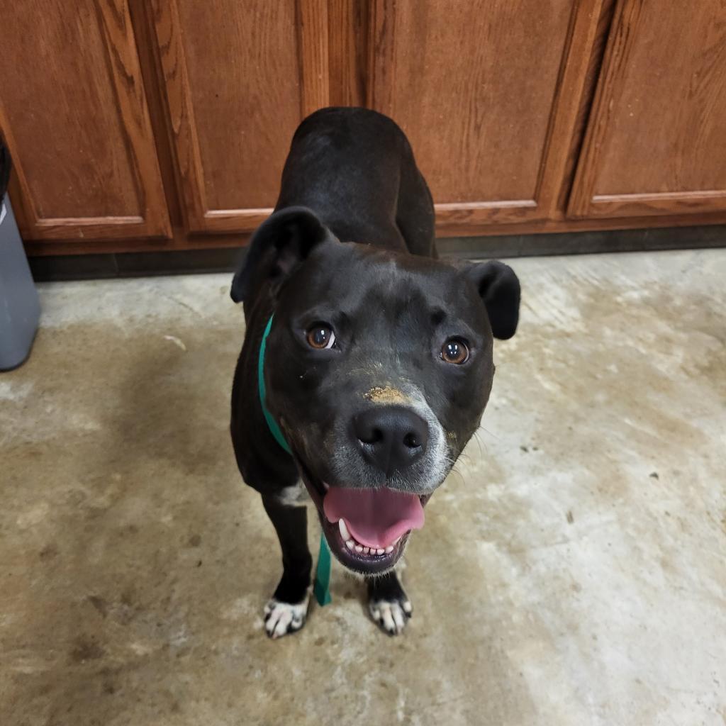 Enlarge Sinatra 031106U-2, a Adoptable mixed breed in Tupelo, MS image 2/4