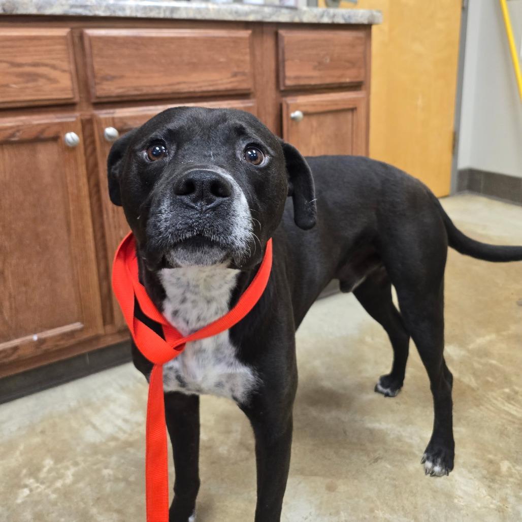 Enlarge Sinatra 031106U-2, a Adoptable mixed breed in Tupelo, MS image 3/4