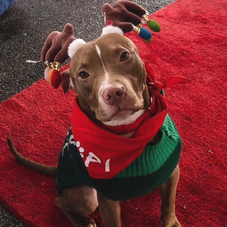 Chip, Adoptable, Adult Male Mixed Breed.