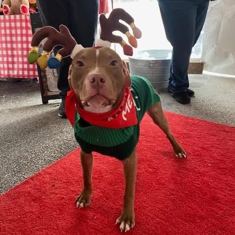 Chip, Adoptable, Adult Male Mixed Breed.