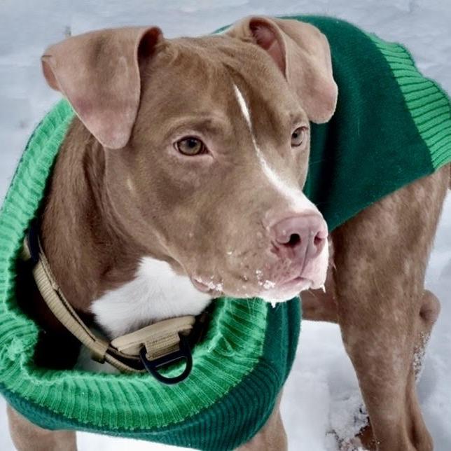 Enlarge Chip, a Adoptable Mixed Breed in Philadelphia, PA image 3/6