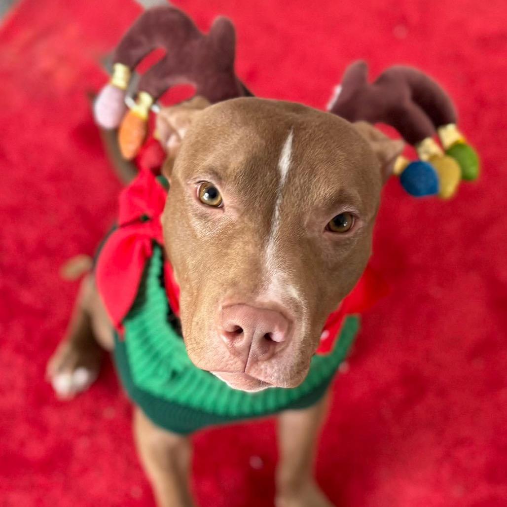 Enlarge Chip, a Adoptable Mixed Breed in Philadelphia, PA image 4/6