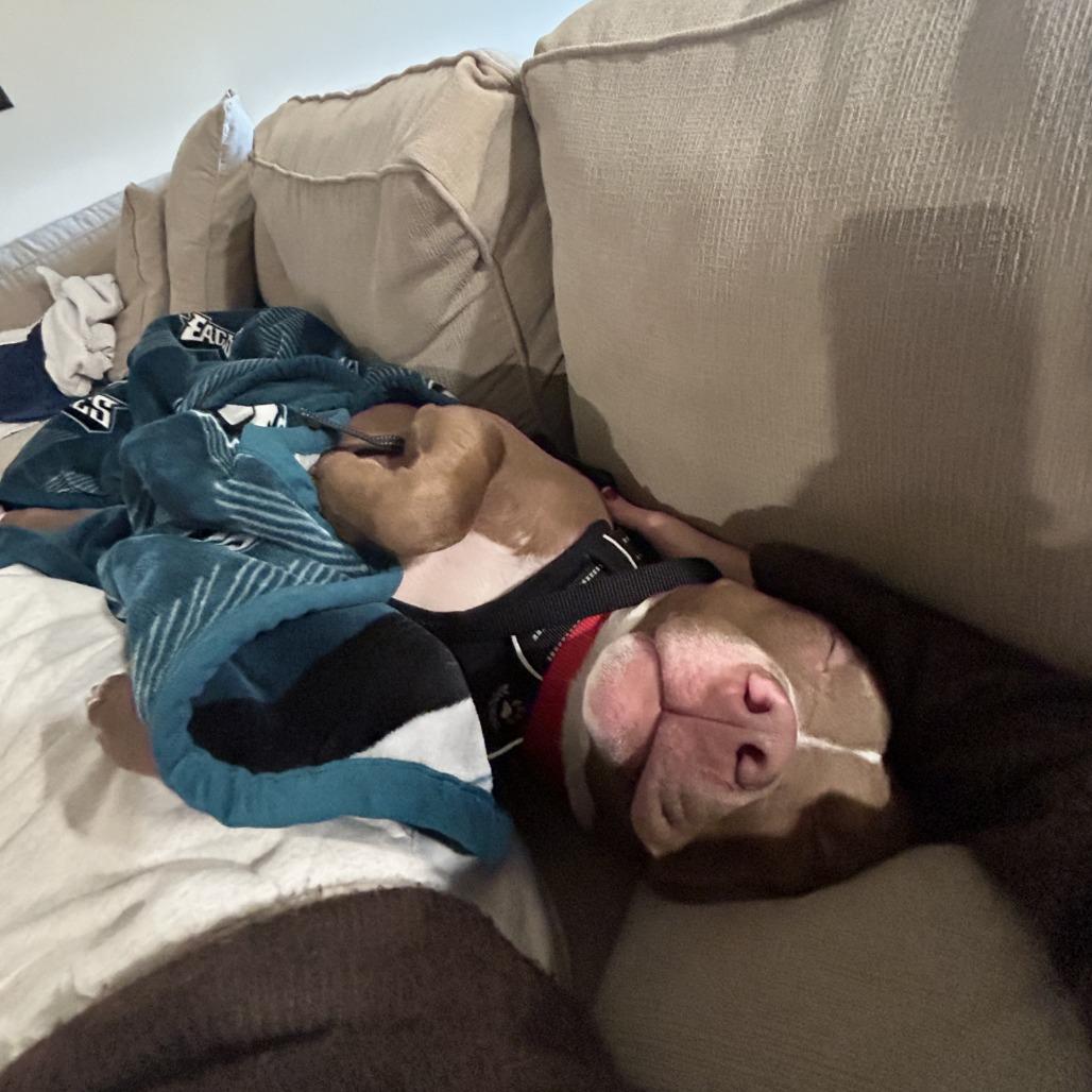 Enlarge Chip, a Adoptable Mixed Breed in Philadelphia, PA image 5/6