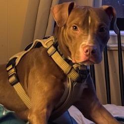 Enlarge Chip, a Adoptable Mixed Breed in Philadelphia, PA image 6/6