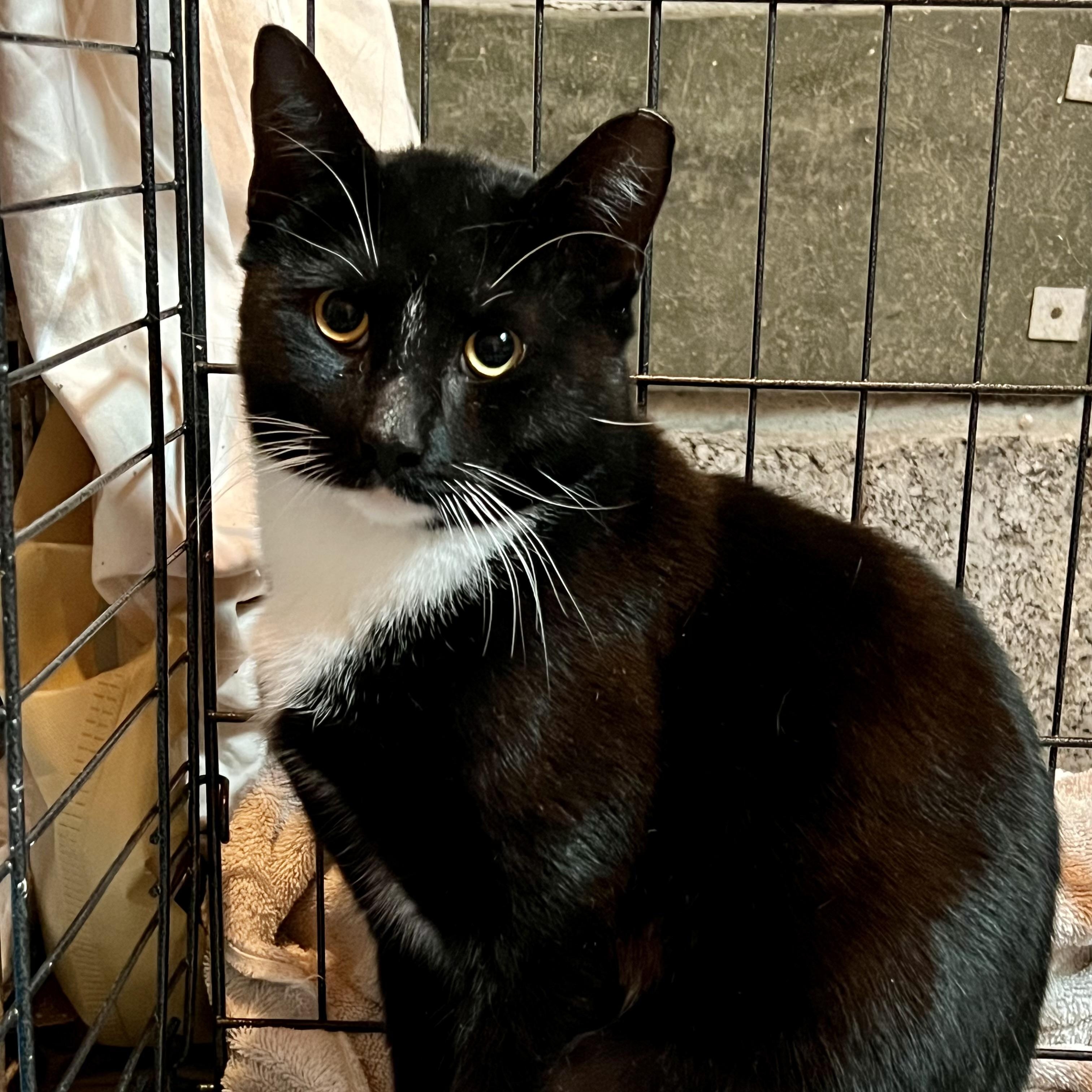 Mash Foster Home, Adoptable, Young Male Domestic Short Hair.