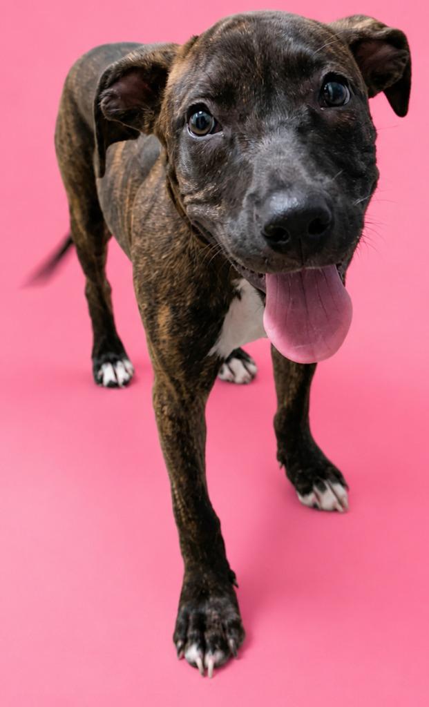 Peaches, Adopted, Puppy Female Terrier.