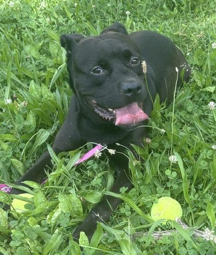 Gucci, Adoptable, Adult Male Mixed Breed & Mixed Breed.