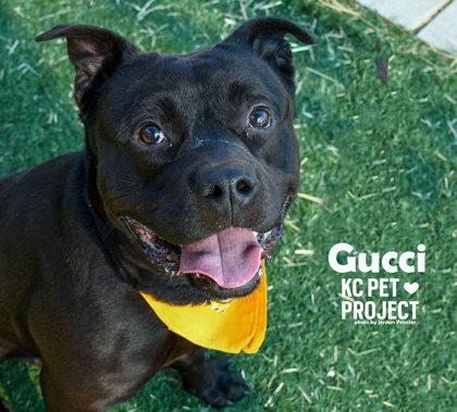 Gucci, a Adoptable mixed breed in Kansas City, MO image 2/3