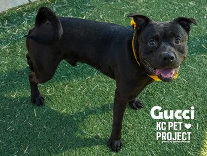 Gucci, a Adoptable mixed breed in Kansas City, MO image 3/3
