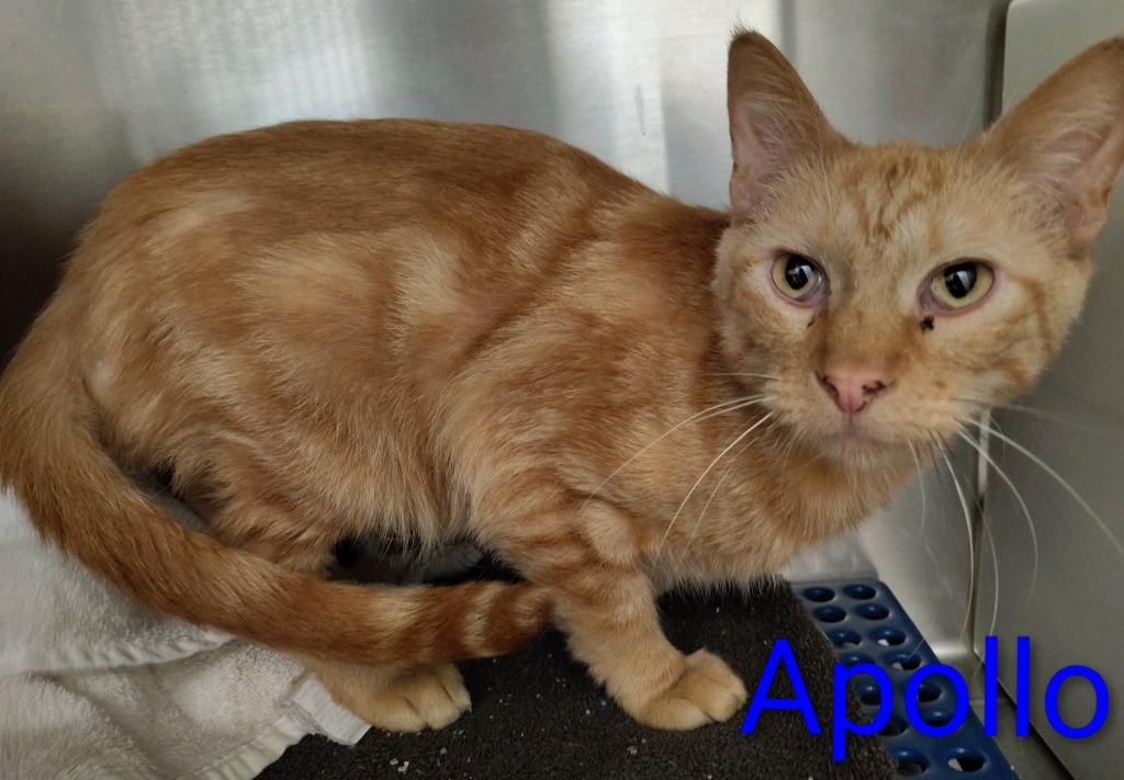 Enlarge Apollo, a Adoptable mixed breed in Mena, AR image 1/1