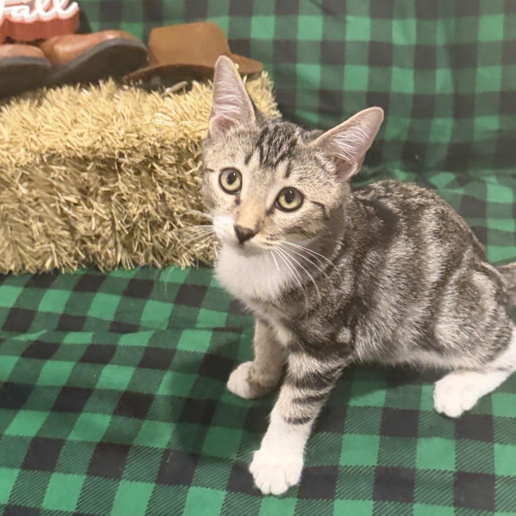 Cosmo, Adoptable, Kitten Male Domestic Short Hair.