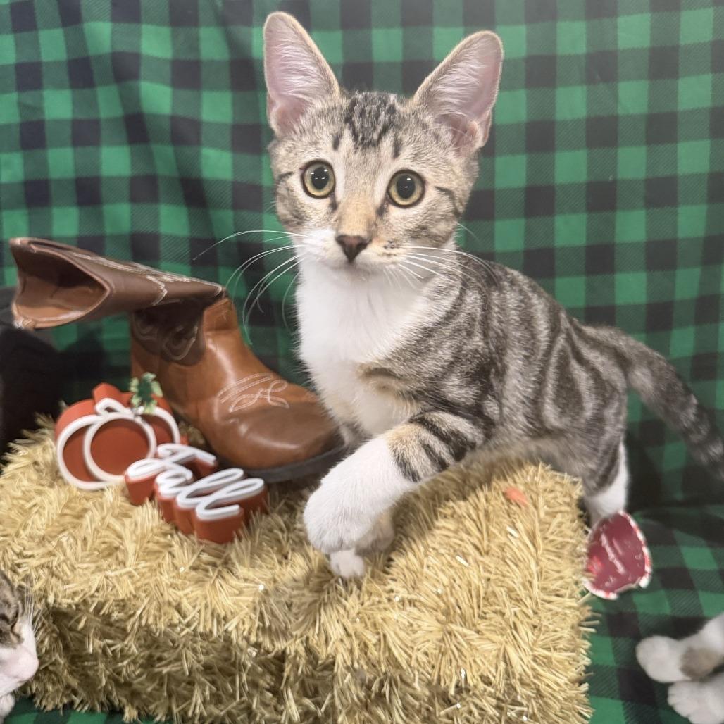 Enlarge Cosmo, a Adoptable Domestic Short Hair in Temecula, CA image 2/3