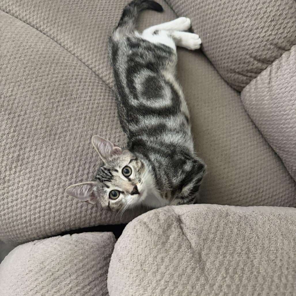 Enlarge Cosmo, a Adoptable Domestic Short Hair in Temecula, CA image 3/3