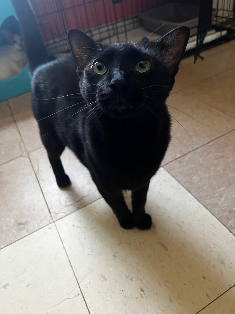 Enlarge FREDDY, a Adopted mixed breed in Marianna, FL image 1/1