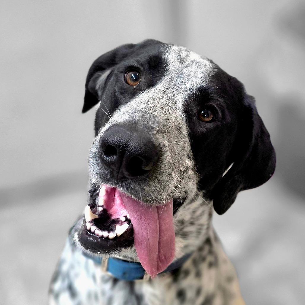 Scout, Adoptable, Adult Male Pointer & Great Pyrenees.