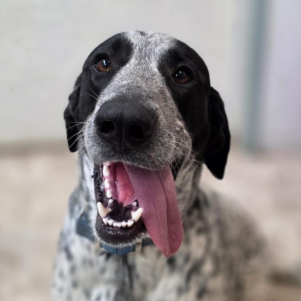 Enlarge Scout, a Adoptable mixed breed in Mount Shasta, CA image 2/4
