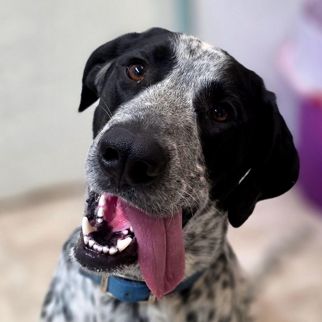 Enlarge Scout, a Adoptable mixed breed in Mount Shasta, CA image 3/4