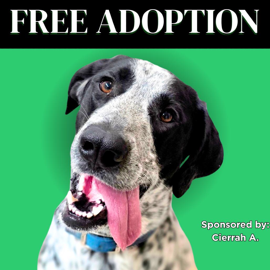 Enlarge Scout, a Adoptable mixed breed in Mount Shasta, CA image 4/4