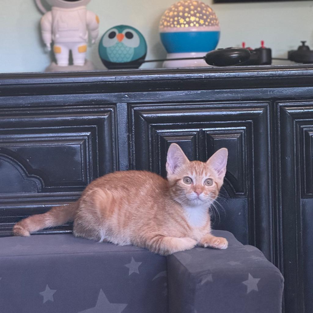 Enlarge Whiskey, a Adoptable Domestic Short Hair in Fort Myers, FL image 1/3