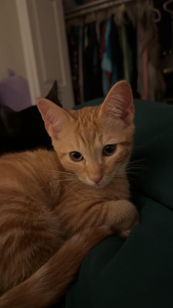 Enlarge Whiskey, a Adoptable Domestic Short Hair in Fort Myers, FL image 2/3