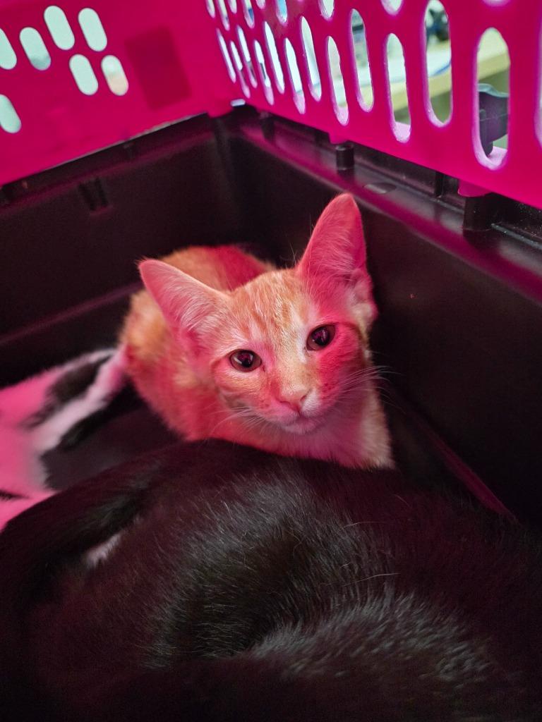 Enlarge Whiskey, a Adoptable Domestic Short Hair in Fort Myers, FL image 3/3