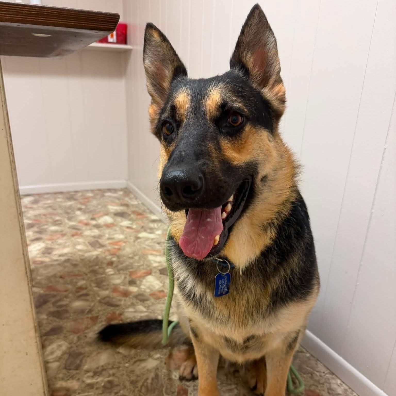 Enlarge Satchmo, an adoptable German Shepherd Dog in Spring Hill, TN image 1/6