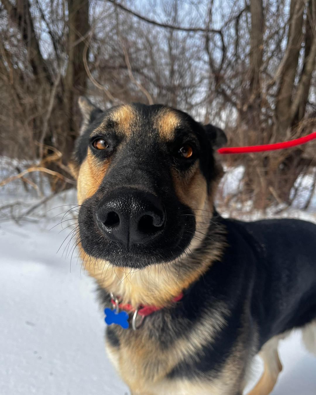 Satchmo (FOSTERED IN MD), an adoptable German Shepherd Dog image 5/6