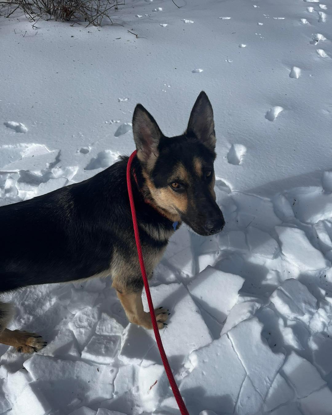 Satchmo (FOSTERED IN MD), an adoptable German Shepherd Dog image 3/6